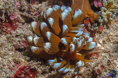 Phyllodesmium kabiranum