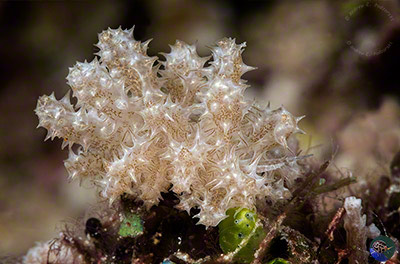 Phyllodeesmium koehleri