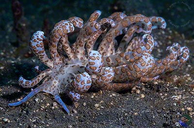 Phyllodesmium longicirrum