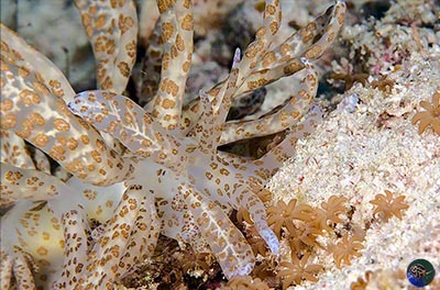 Phyllodesmium longicirrum