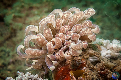 Phyllodesmium cf. magnum