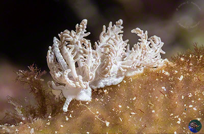 Phyllodesmium pinnatum