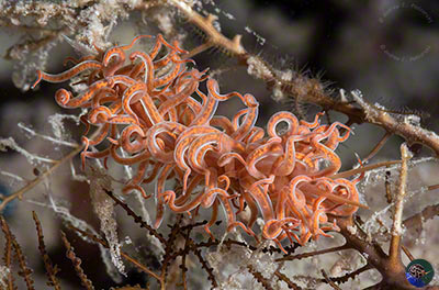 Phyllodesmium sp. 11 (Gosliner et al. 2018)