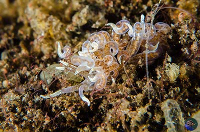 Phyllodesmium sp. 11 (Gosliner et al. 2018)