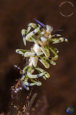 Phyllodesmium sp. 7 (Gosliner et al. 2018)