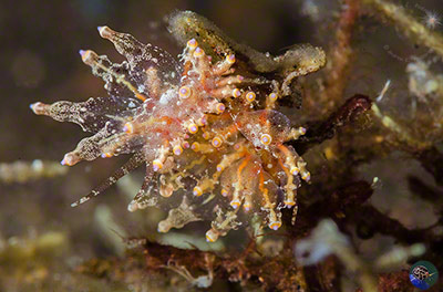 Eubranchus sp.