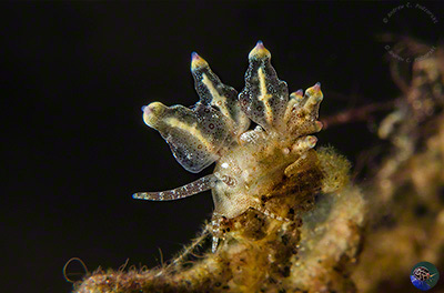 Eubranchus sp.