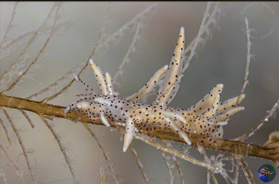 Eubranchus sp. 23 (Gosliner et al. 2018)