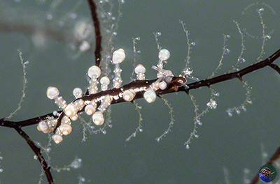 Eubranchus sp. 25 (Gosliner et. al. 2018)