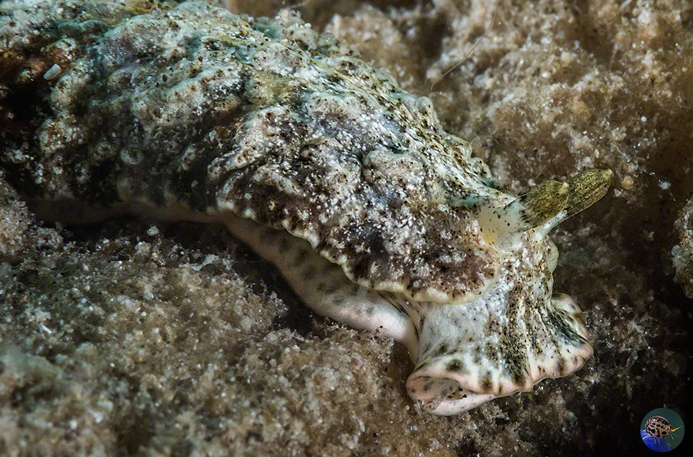 Dermatobranchus cf. diagonalis