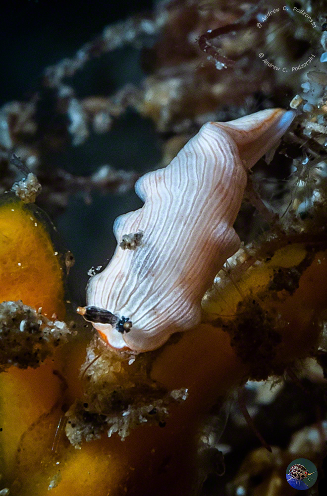 Dermatobranchus cf. albus