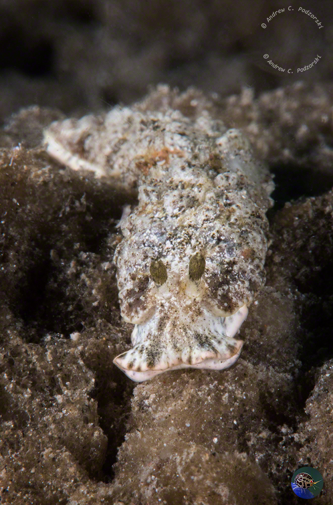 Dermatobranchus cf. diagonalis