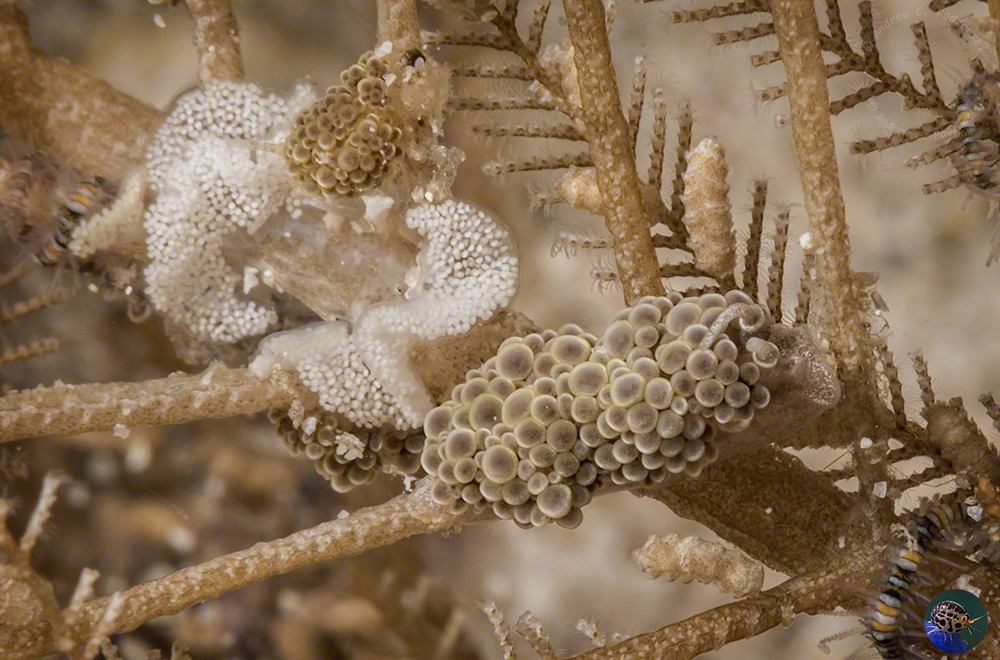 Doto ussi laying eggs