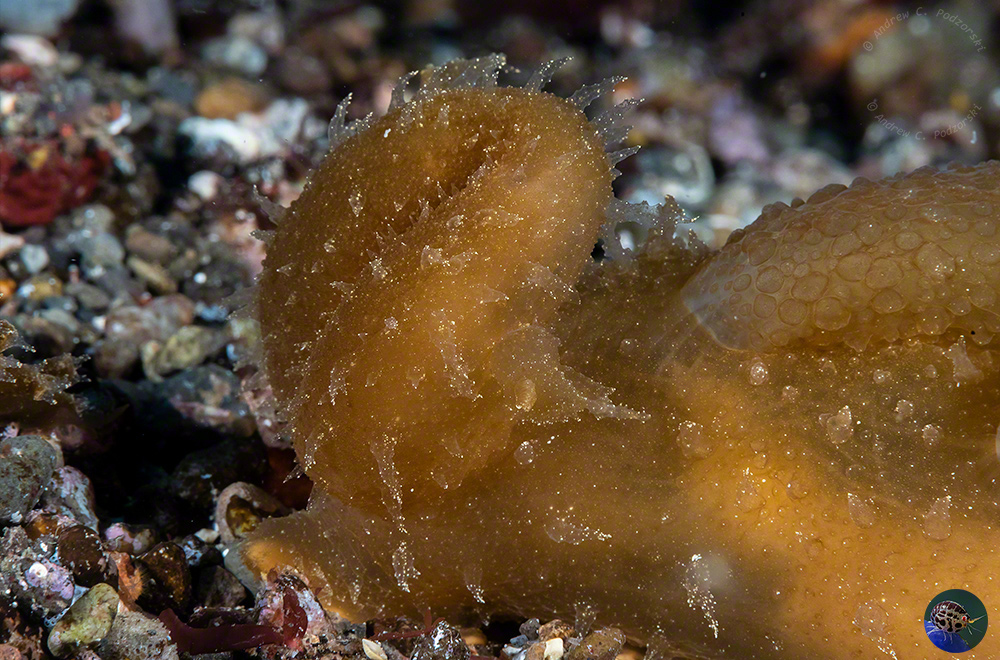 Melibe viridis oral hood about to expand