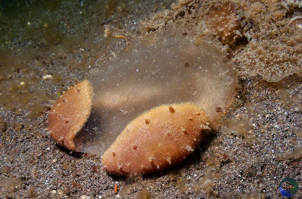 Melibe viridis starting to with the oral hood