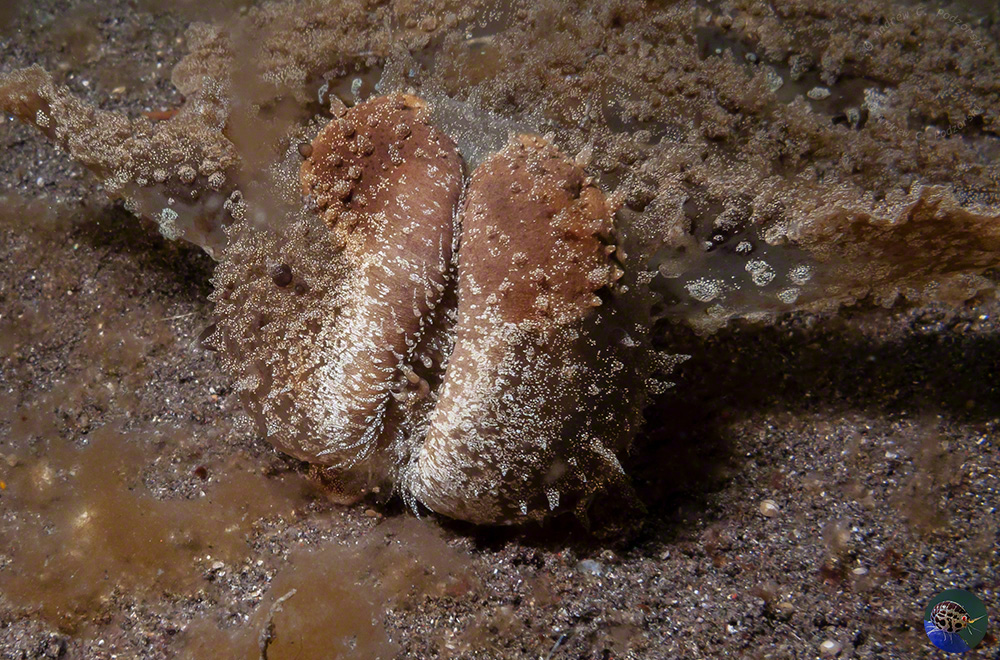 Melibe viridis pulled right back