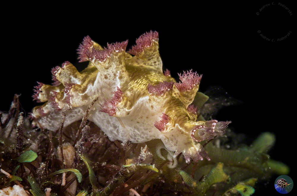 Marionia sp. 13 (Gosliner et al 2018)