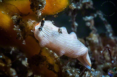 Dermatobranchus cf. albus