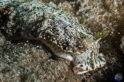 Dermatobranchus cf. diagonalis