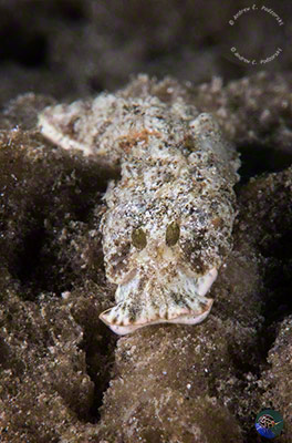 Dermatobranchus cf. diagonalis