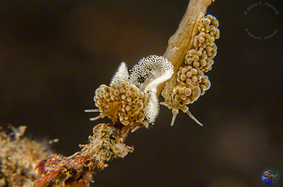 Doto ussi laying eggs