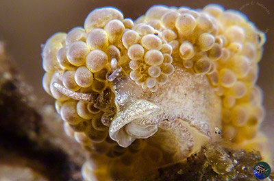 Doto ussi head closeup