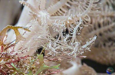 Melibe colemanii on its host soft coral