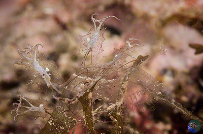 Melibe engeli on one of its food algae