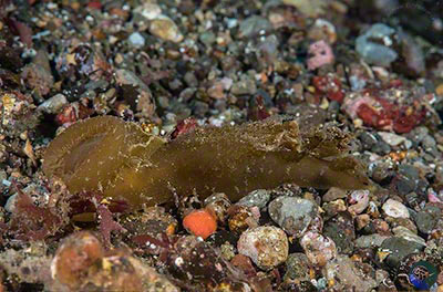 Melibe viridis starting to expand oral hood