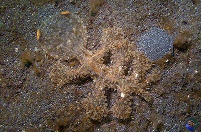 Melibe viridis with fully extended oral hood