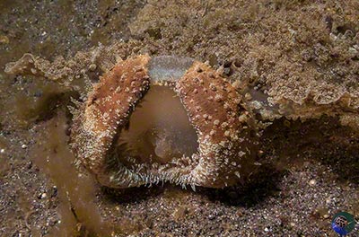 Melibe viridis view inside oral hood