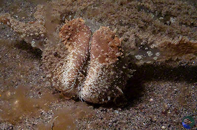 Melibe viridis pulled right back