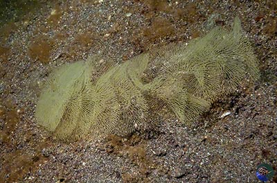 Melibe viridis spiral egg mass