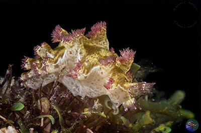 Marionia sp. 13 (Gosliner et al 2018)