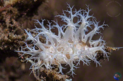 Tritoniopsis elegans