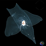 Pteropods