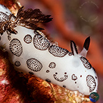 Cryptobranch Discodorids