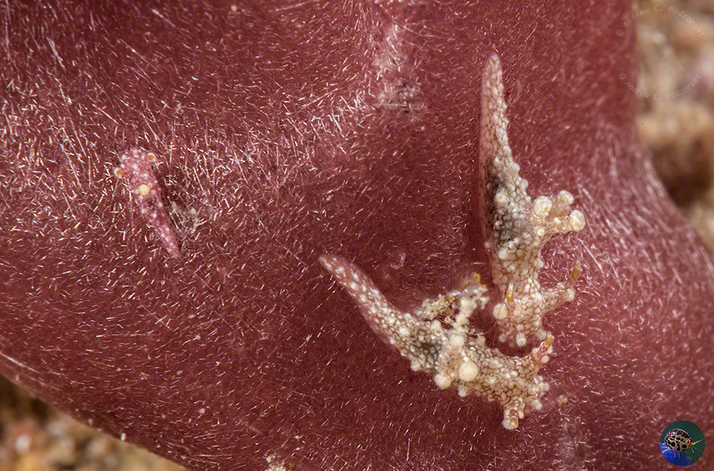 Aegires sp. 7 on Preicharax sp.