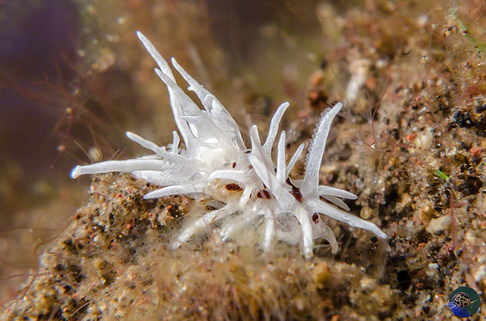Okenia brunneomaculata