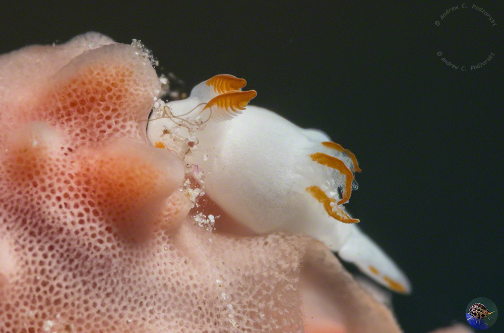 Trapania cf. gibbera