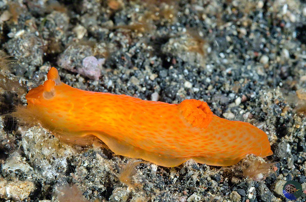 Gymnodoris citrina