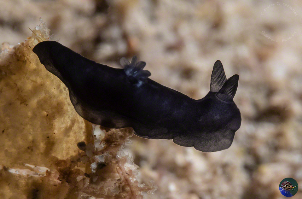 Gymnodoris nigricolor