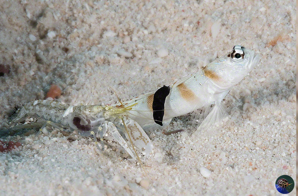Gymnodoris nigricolor feeding on a partner goby