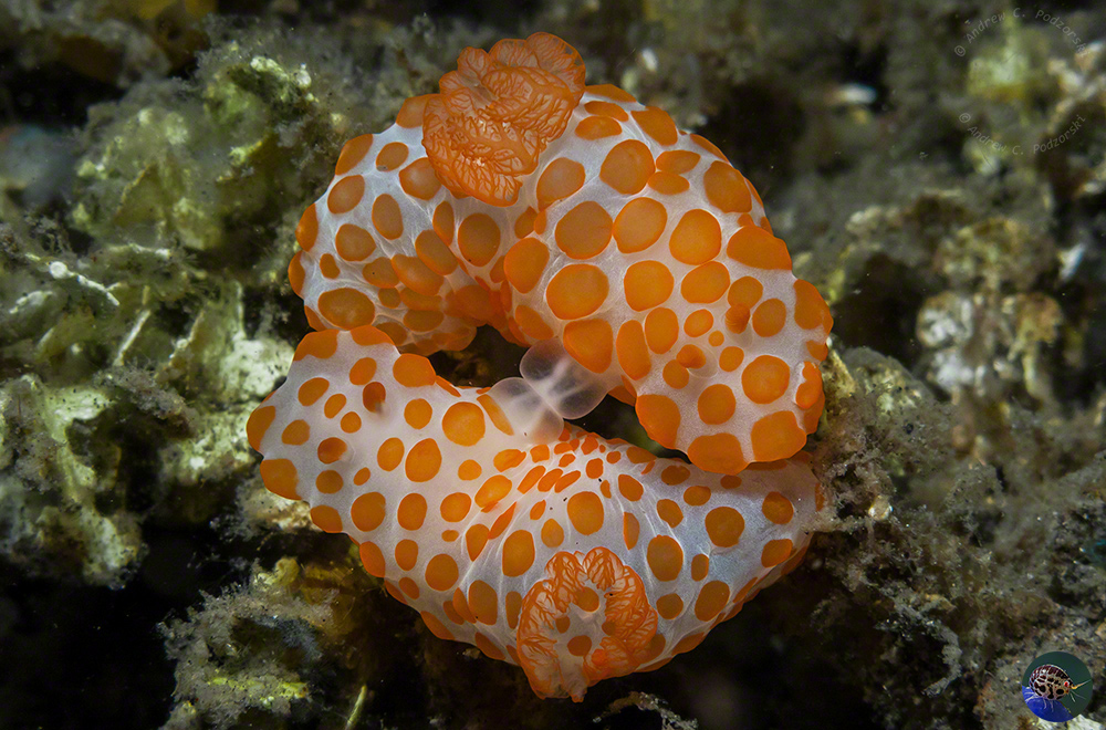 Gymnodoris rubropapulosa mating