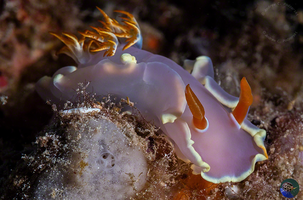 Hexabranchus  sp. - juvenile