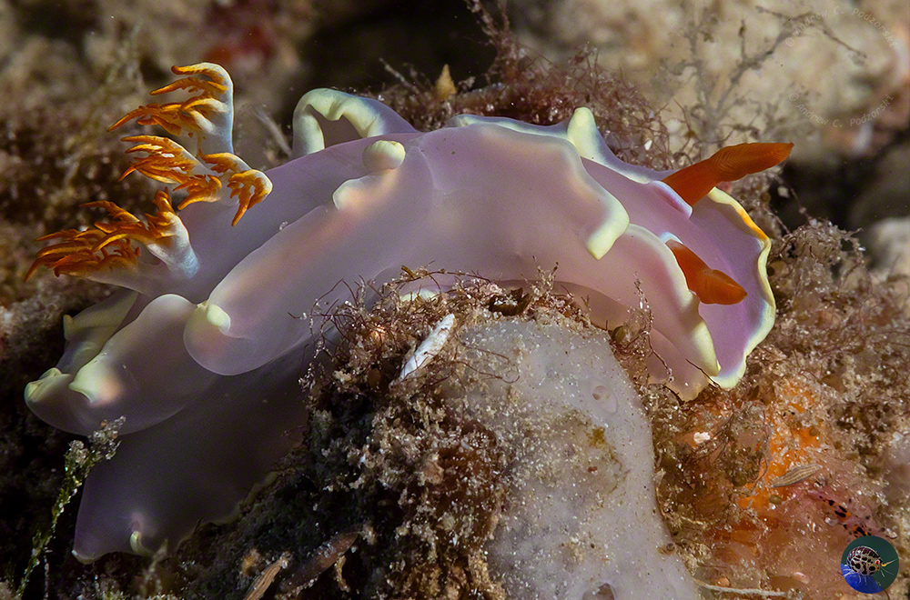 Hexabranchus  sp. - juvenile