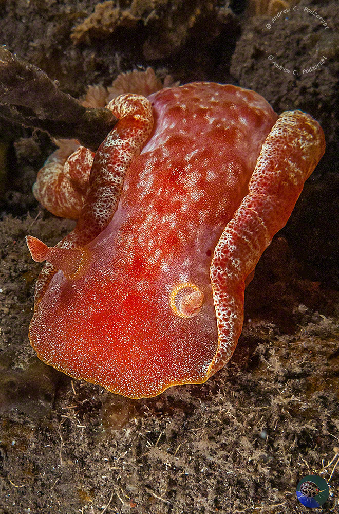 Hexabranchus sanguineus