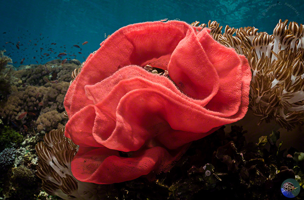 Hexabranchus sanguineus eggs