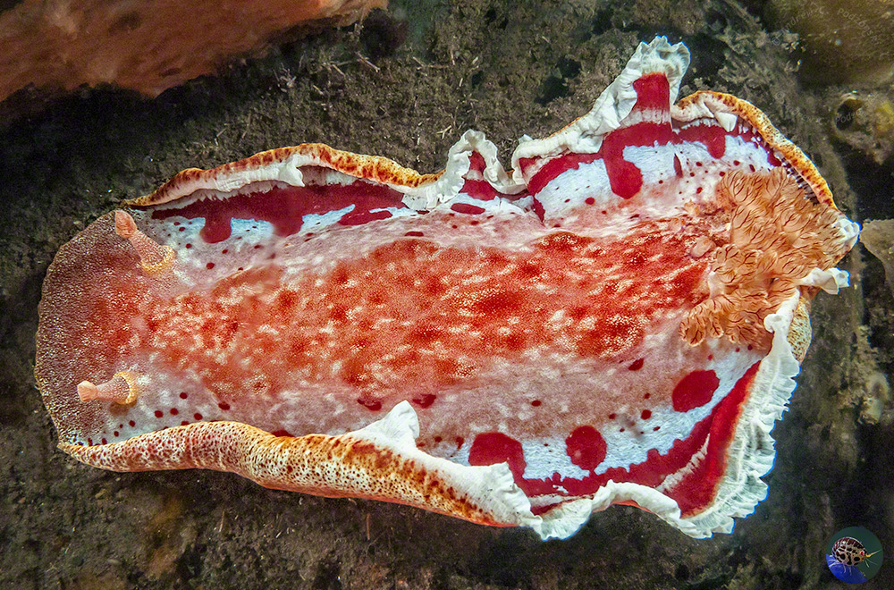 Hexabranchus sanguineus - warning flash