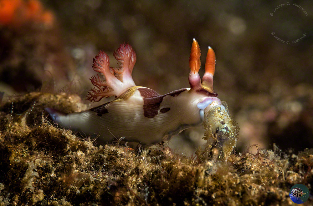 Nembrotha chamberlaini